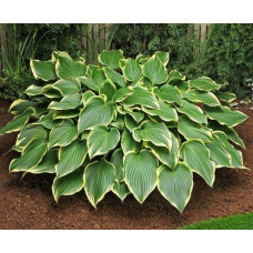Хоста Prima Donna (Прима Донна) L