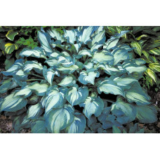 Хоста Guardian Angel (Гардиан Энджел) L