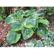 Хоста Sum of All (Сам оф Ол) ХL