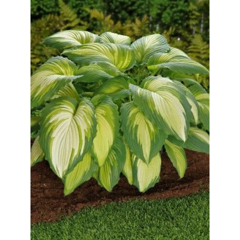 хоста крис смол. хоста ву ла ла. хоста мулен руж. хоста chris’s a. хоста holar mystic purple.