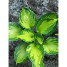 Хоста Colored Hulk (Колорд Халк) М