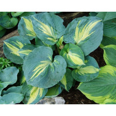 Хоста Dream Queen (Дрим Квин) М