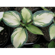 Хоста Eskimo Pie (Эскимо Пай) М