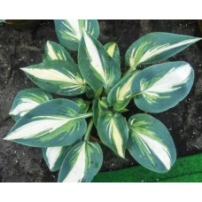 Хоста Timeless Beauty (Таймлес Бьюти) М