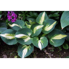 Хоста Lakeside Cupcake (Лайксайд Капкейк) М