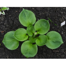 Хоста Monster Ears (Монстер Иарс) М