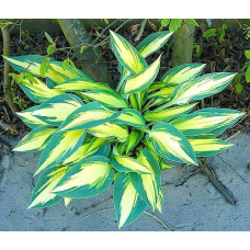 Хоста Party Popper (Пати Поппер) М