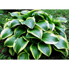 Хоста Queen Josephine (Квин Жозефин) М