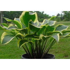 Хоста Lakeside Granberry Relish (Лэйксайд Грэнберри Релиш) М