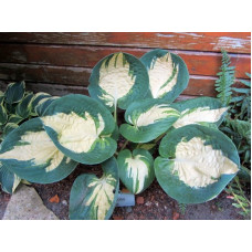 Хоста Popcorn (Попкорн) М