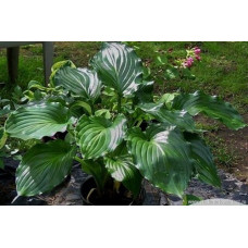 Хоста Irish Luck (Айриш Лак) М