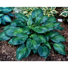 Хоста Potomac Glory (Патомак Глори) L