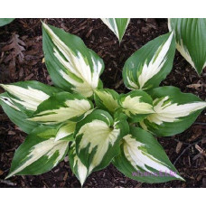 Хоста Christmas Candy (Кристмас Кэнди) М