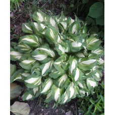 Хоста волнистая Mediovariegata (Медиовариегата) М