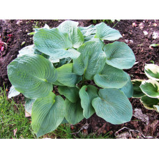 Хоста Elegans (Элеганс) L
