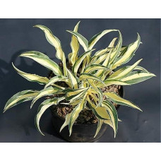 Хоста Little Jay (Литтл Джэй) S