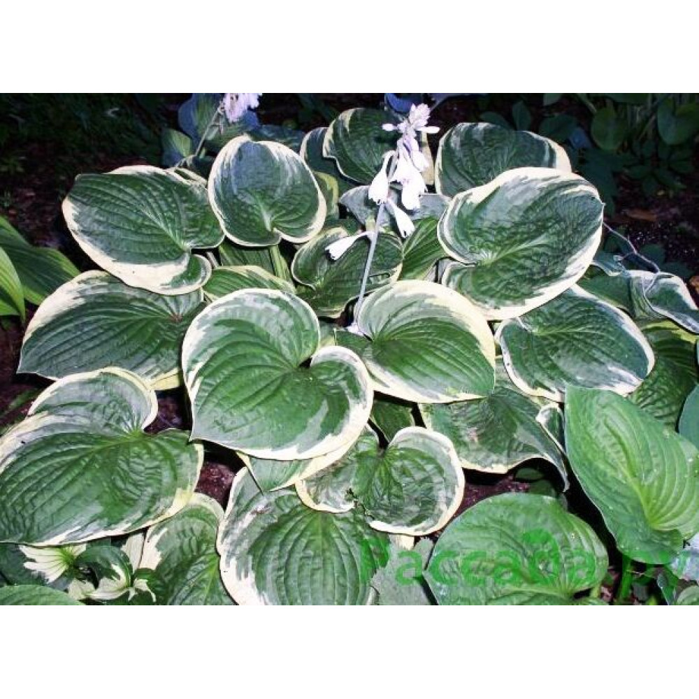 Хоста Christmas Tree (Кристмас Три) М купить саженцы почтой из ...