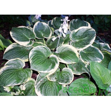 Хоста Christmas Tree (Кристмас Три) М