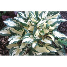 Хоста Paul Revere (Пол Ревере) М