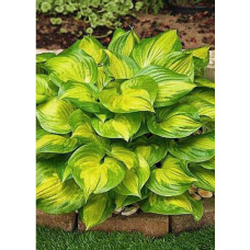 Хоста Lakeside Banana Bay (Лэйксайд Банана Бэй) М