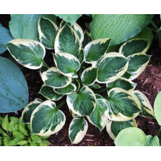 Хоста Karin (Карин) М