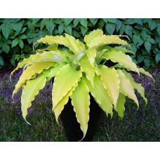 Хоста Frisian Pride (Фризиан Прайд) М