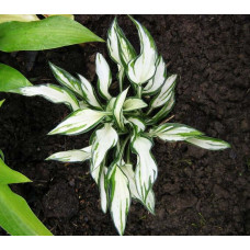 Хоста Fireworks (Фаерворкс) S