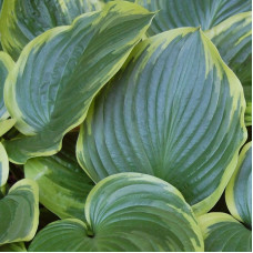 Хоста Tropicana (Тропикана) М