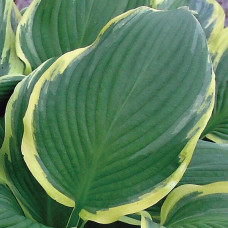 Хоста Yellow River (Йеллоу Ривер) L