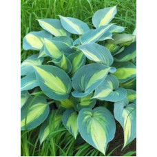 Хоста Catherine (Кэтрин) М