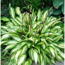 Хоста Cherry Berry (Черри Бэрри) S