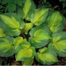 Хоста Dance With Me (Дэнс виз Ми) М