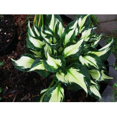 Хоста Whirlwind (Вирлвинд) М