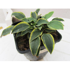 Хоста Con Te Partiro (Кон Тэ Партиро) S