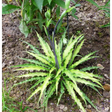 Хоста Curly Fries (Кёли Фрайс) М