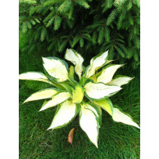 Хоста Orange Marmalade (Оранж Мармалэйд) М