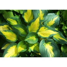 Хоста Forbidden Fruit (Фобидден Фрут) L
