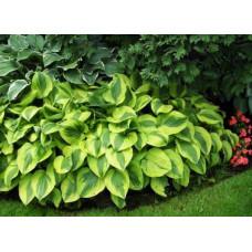 Хоста Moon Split (Мун Сплит) М