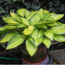 Хоста June Fever (Джун Феве) М