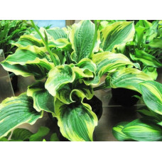 Хоста Lakeside Prophecy Fulfilled (Лэйксайд Пропхеси Фулфилд) М