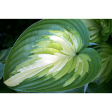 Хоста Rare Breed (Реар Брид) М