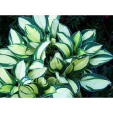 Хоста Desert Mouse (Десерт Маус) S