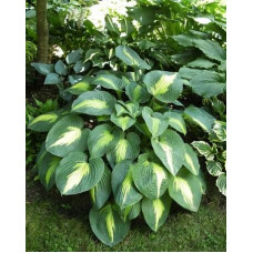 Хоста Lakeside Shore Master (Лэйксайд Шо Мастер) L