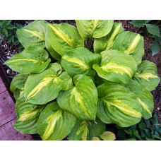 Хоста Mango Tango (Манго Танго) М