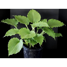 Хоста Clovelly (Кловелли) М