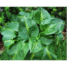 Хоста Victor (Виктор) М