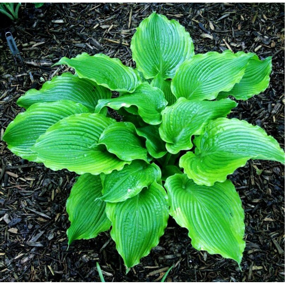 Хоста Shade perennials