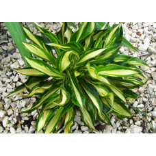 Хоста Lakeside Little Tuft (Лэйксайд Литл Тафт) S