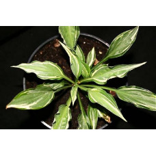 Хоста Moulin Rouge (Мулен Руж) М