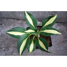 Хоста Christmas Song (Кристмас Сонг) L